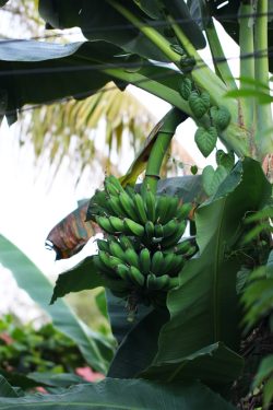 Fruta verde não agrada o paladar 1 Foto: Esperanza Doronila/ Unsplash