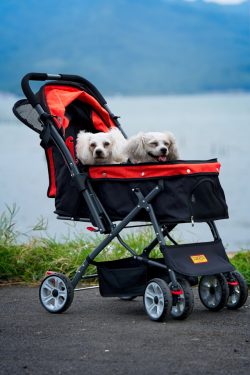 Carrinhos de bebê e as mudanças na relação parental 3 Foto: Japheth Revelo/ Unsplash