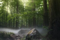 Como uma árvore abatida pela tempestade 1 Foto: zhang kaiyv / pexels.com